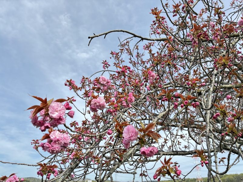 桜づつみ八重桜アップ