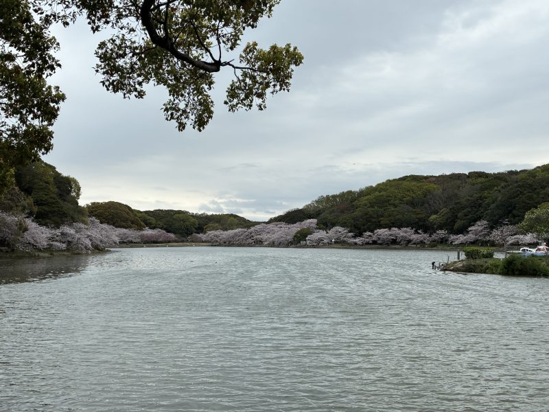 明石公園剛の池