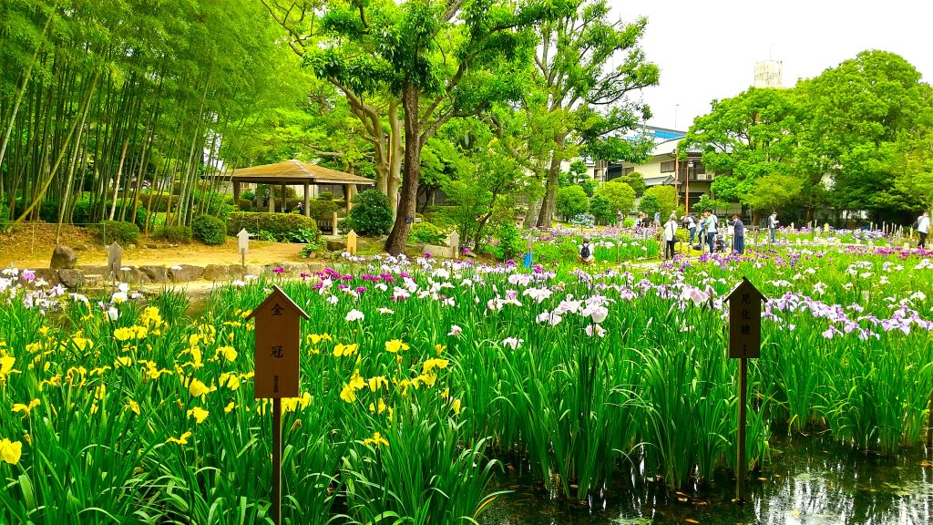 須磨離宮公園菖蒲園