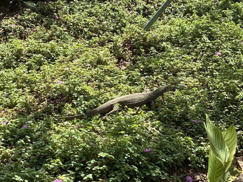 lizard