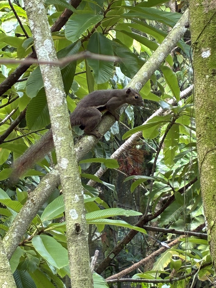 squirrel
